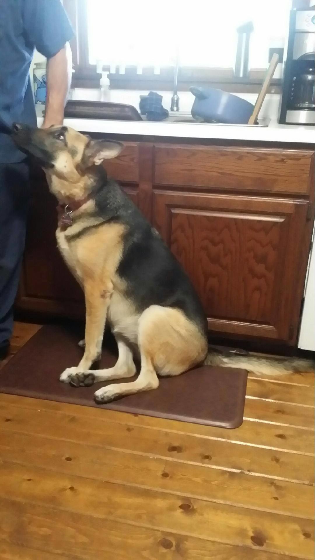 Sammy the dog alive